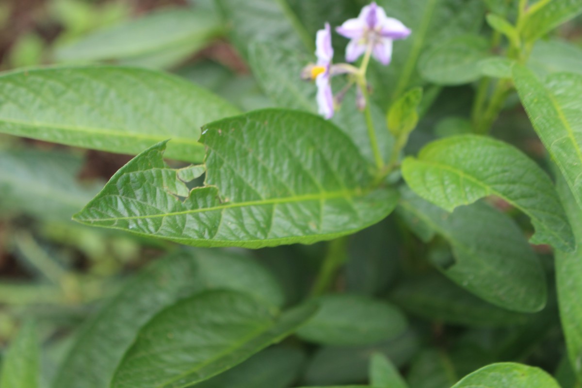 Solanum muricatum Aiton